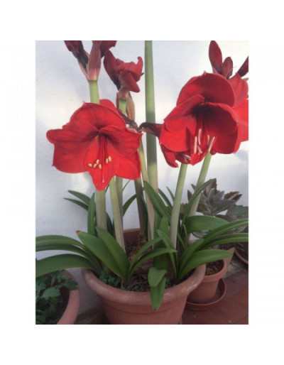 Żarówka Hippeastrum Red Lion