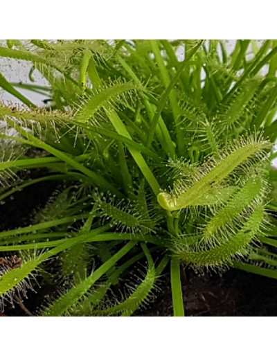 Drosera Plante carnivore