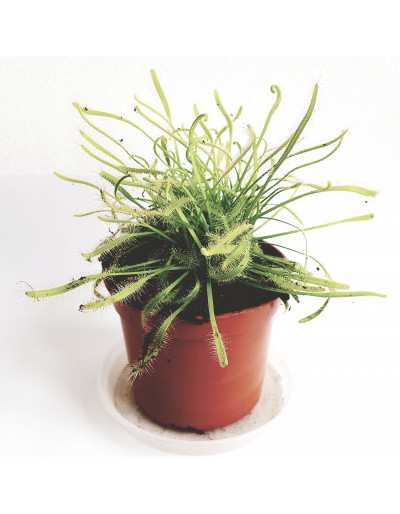 Drosera Plante carnivore