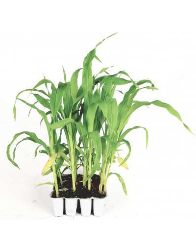 Panier Super Sweet Corn 12 plants