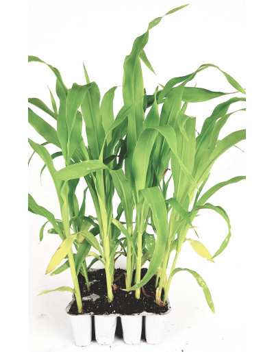 Panier Super Sweet Corn 12 plants