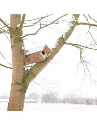 Little Owl Box