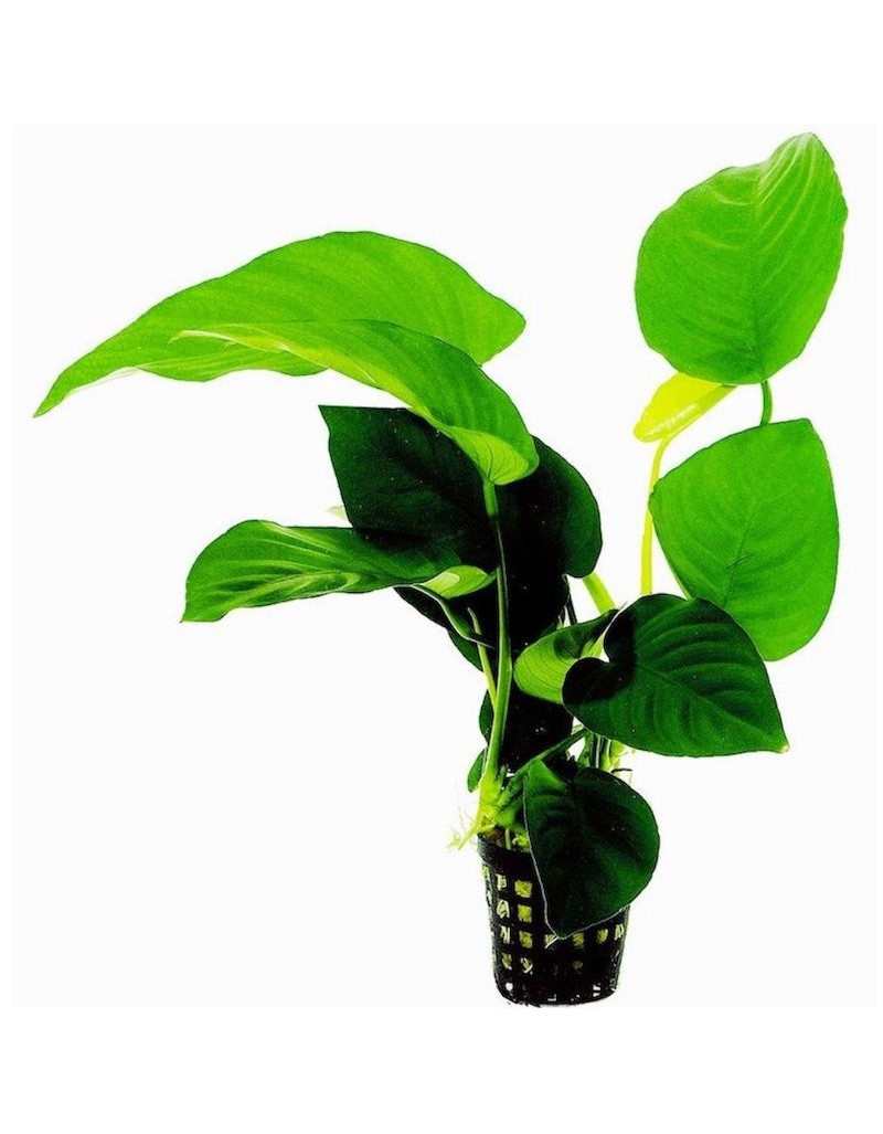 Plant for Aquarium Anubias Barteri in Vase