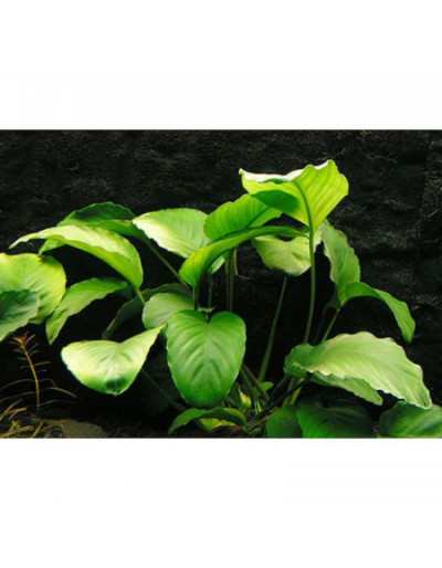 Plant for Anubias Barteri...