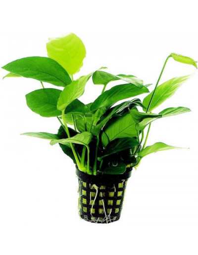 Anubias Barteri Nana Aquarium Plant in Pot