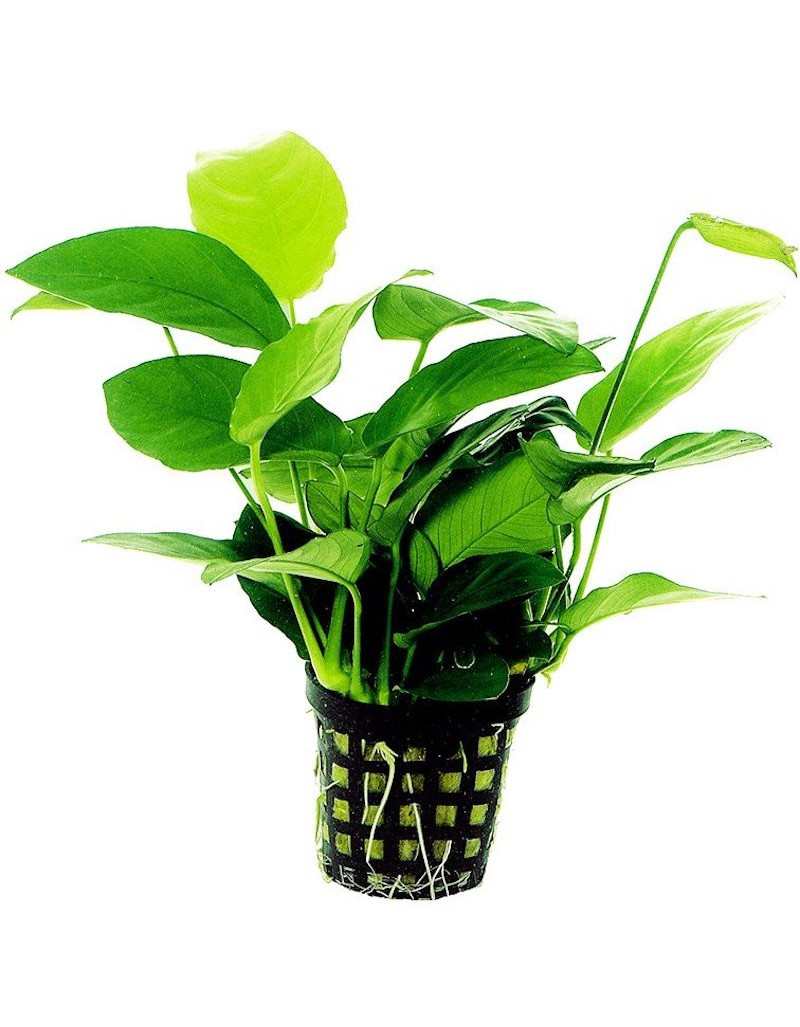 Anubias Barteri Nana Aquarium Plant in Pot Anubias Barteri Nana Aquarium Plant in Pot