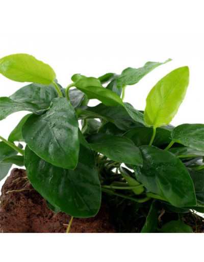 Anubias Barteri Nana Aquarium Plant in Pot