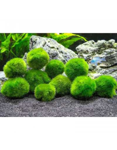 Plantes pour Aquarium Chladoflora