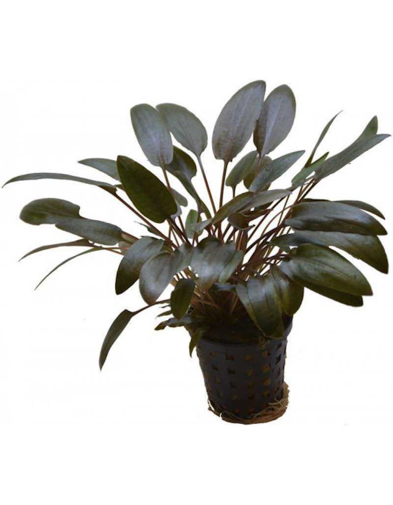 Plante pour Aquarium Cryptocoryne Wendtii en Pot Plante pour Aquarium Cryptocoryne Wendtii en Pot