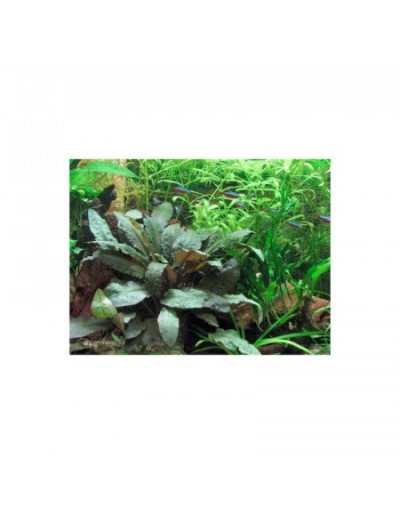 Plante pour Aquarium Cryptocoryne Wendtii en Pot