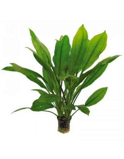 Plante pour Aquarium Echinodorus Bleheri en Pot