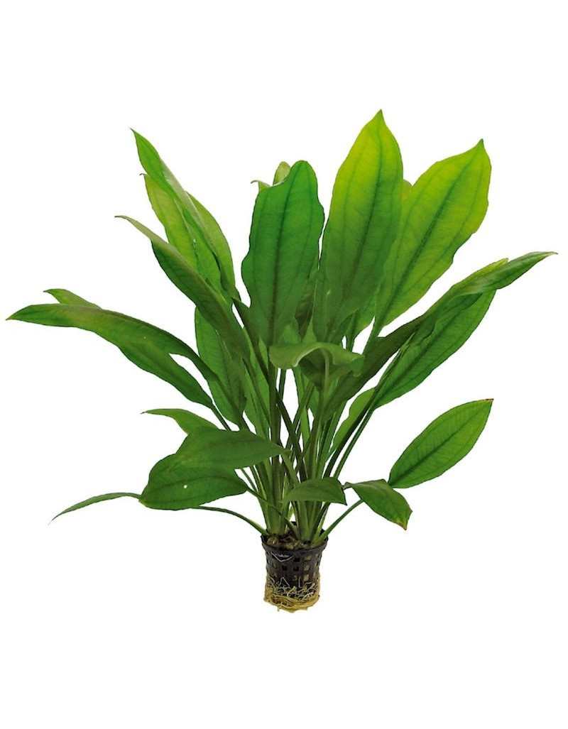 Plante pour Aquarium Echinodorus Bleheri en Pot Plante pour Aquarium Echinodorus Bleheri en Pot