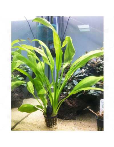 Plante pour Aquarium Echinodorus Bleheri en Pot
