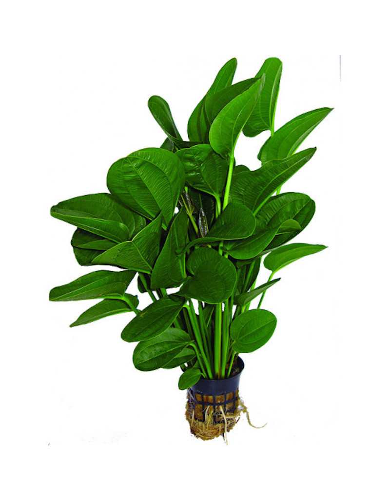 Plante pour Aquarium Echinodorus Mix en Pot