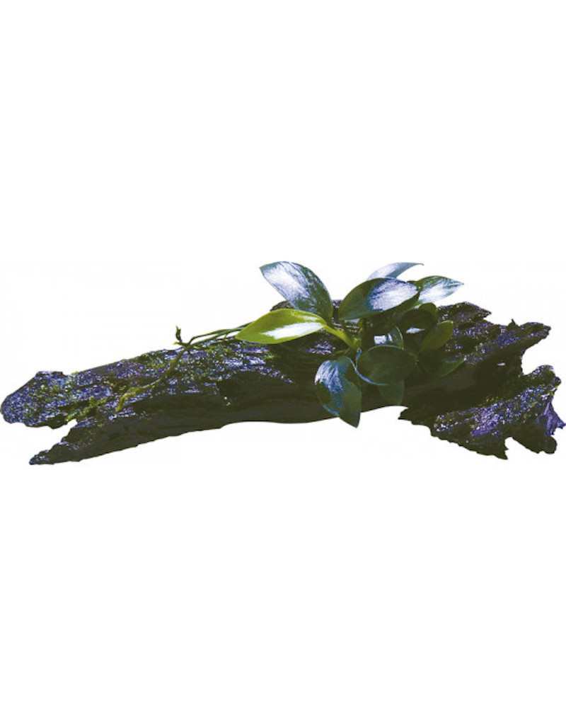 Driftwood with Anubias Nana Bonsai XSS Driftwood with Anubias Nana Bonsai XSS