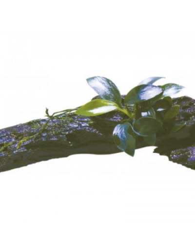 Driftwood con Anubias Nana Bonsai XSS