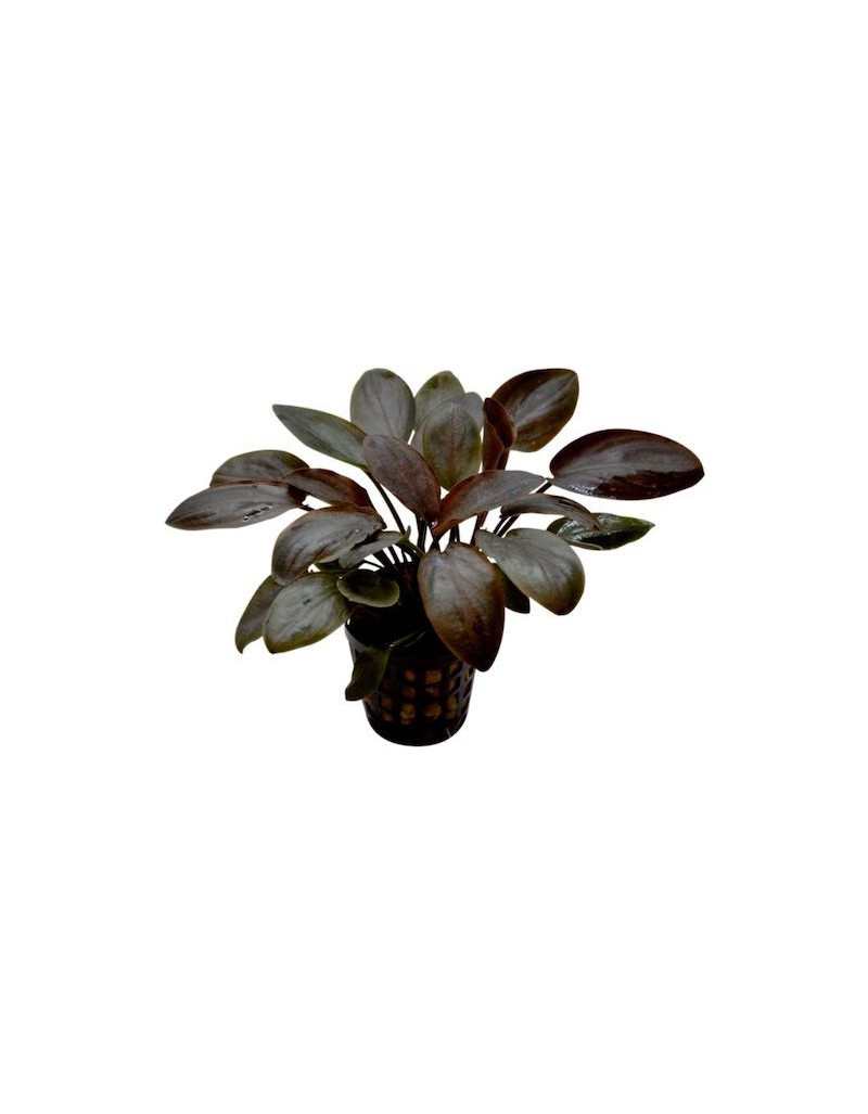 Plante pour Aquarium Lagenandra Meeboldii Red en Pot