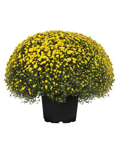 Crisantemo en florero de 20 cm