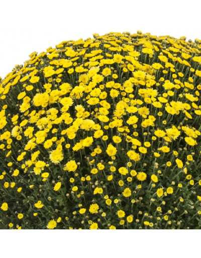 Chrysanthemum in a 20 cm vase