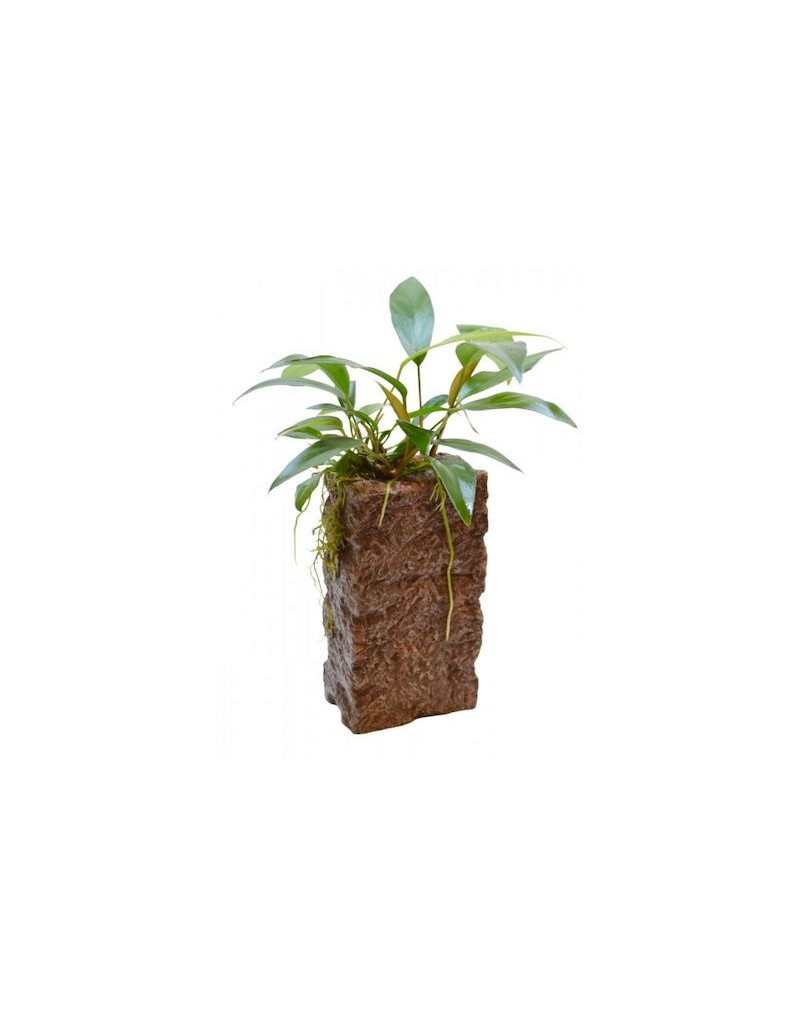 Deco Stone Large with Anubias