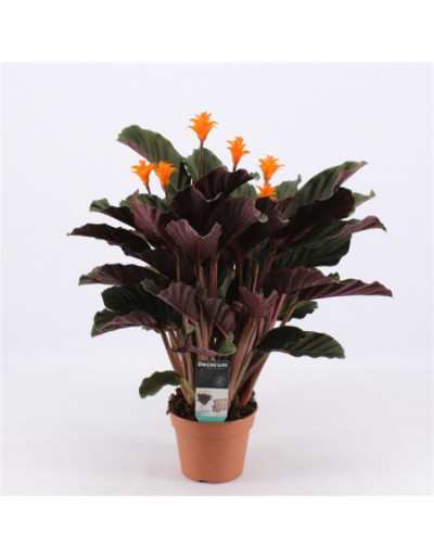 Calathea Crocata Candle