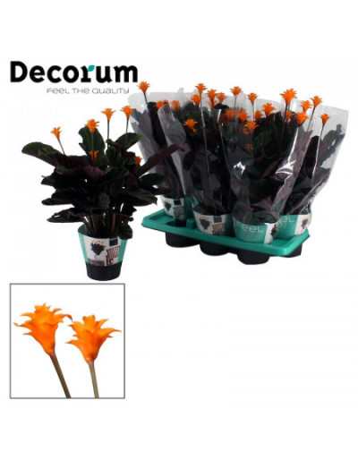 Calathea Crocata Candle