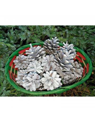 Pinecone Silvester 200gr Vit