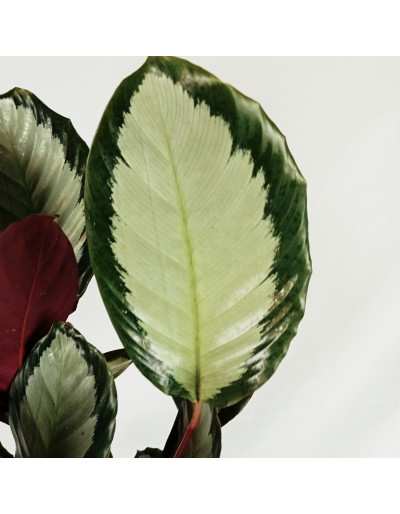 CALATHEA PICTURATA ARGENTEA