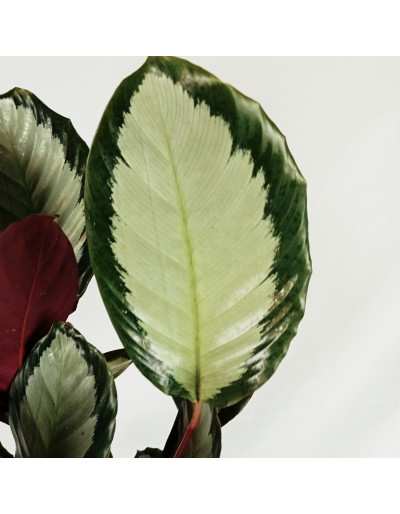 CALATHEA PICTURATA ARGENTEA blad