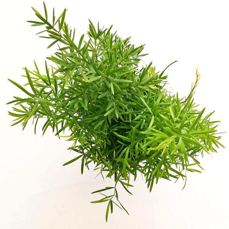 Pianta di Asparagus vaso 12 Pianta di Asparagus vaso 12