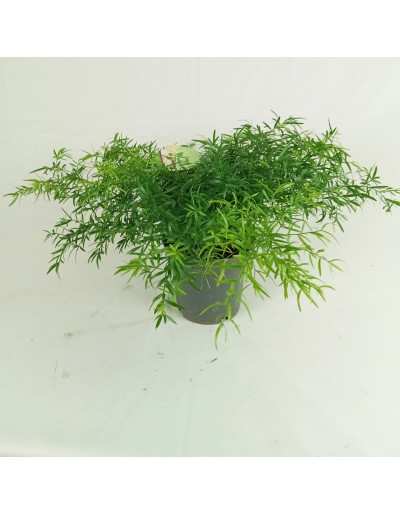 Asparagus plant pot 12