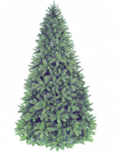 Poly Groden Evergreen Christmas spruce