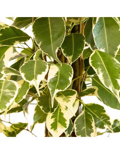 FICUS benjamin  Vaso 30