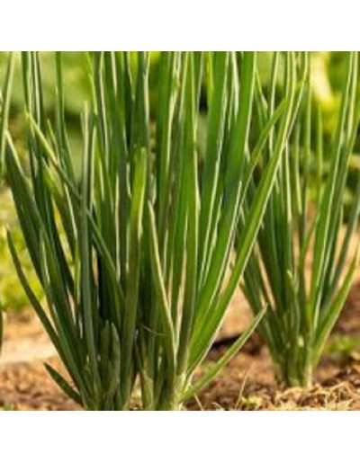 Spring onion Red shallot...