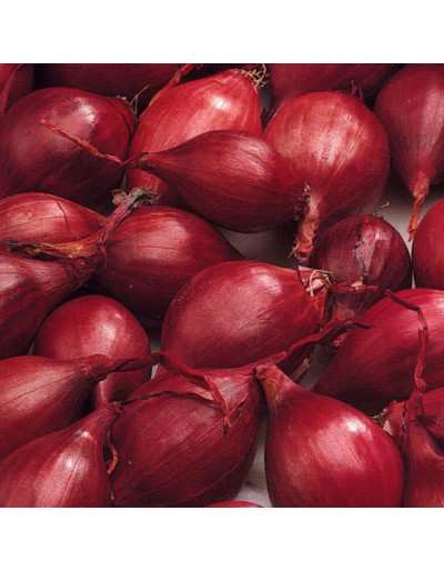 Onion Red Carmen Bag 500g