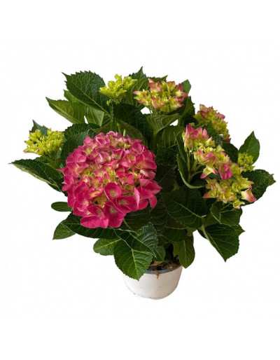 Hydrangea vase 10