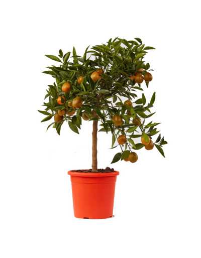 Citrus plant