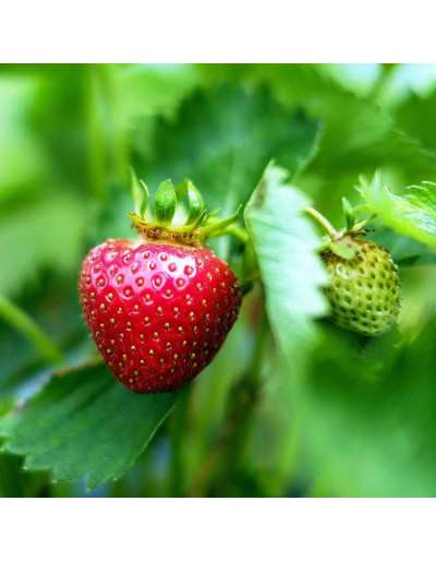 NUTRILIFE PEQUEÑAS FRUTAS...