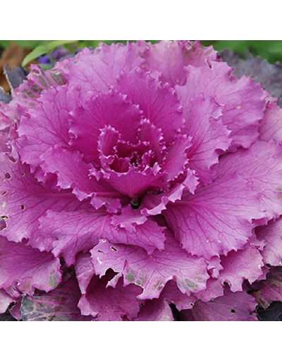 BLUMENTOPF BRASSICA