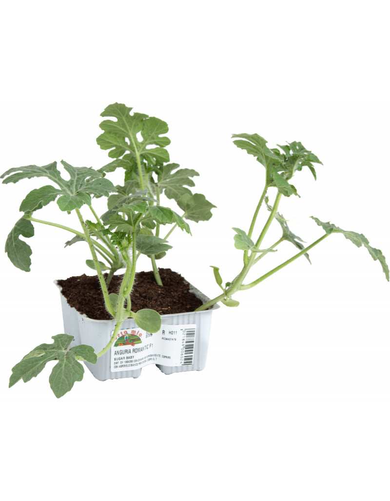 Watermelon plants RED STAR... Watermelon plants RED STAR...