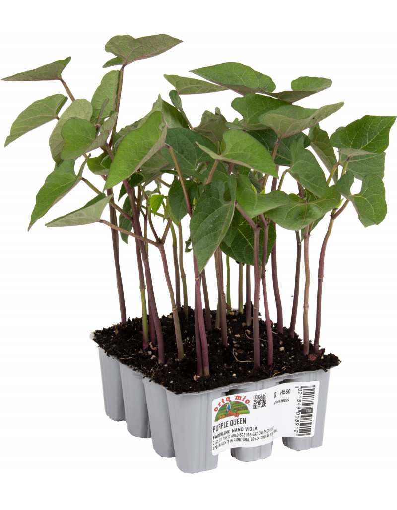 Purple Queen bean plant Purple Queen bean plant