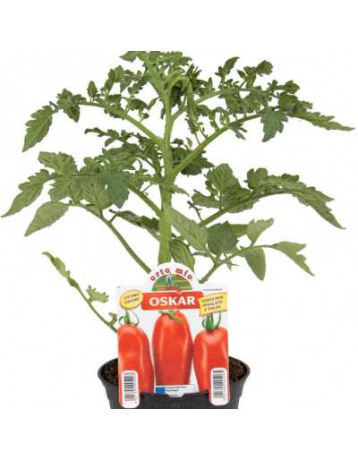 Planta de tomate ovalada...