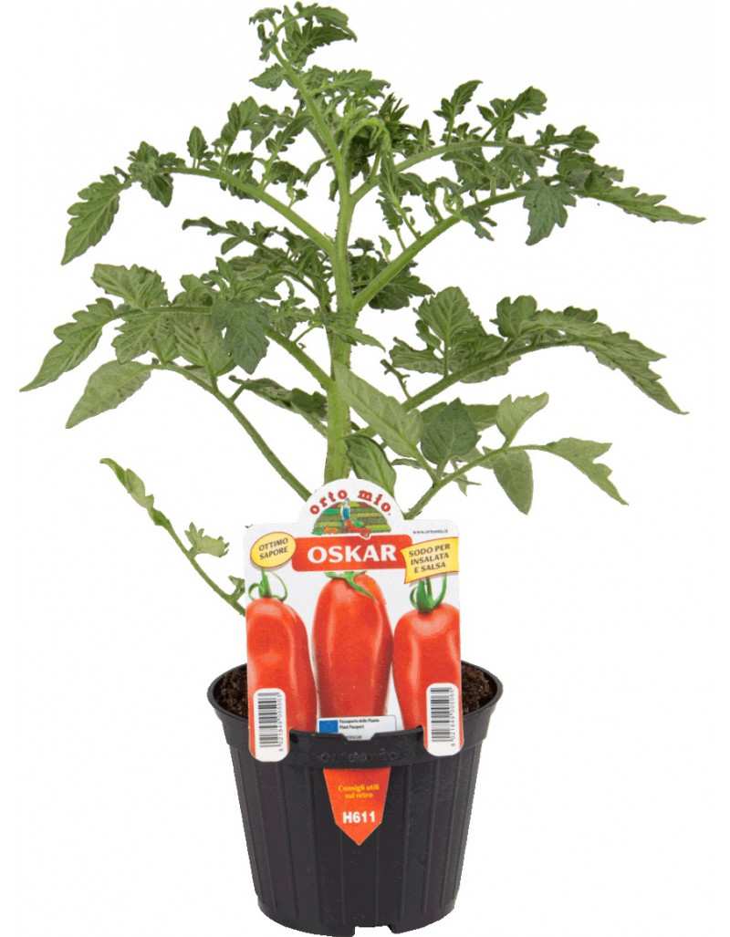 Oskar di San Marzano Oval... Oskar di San Marzano Oval...