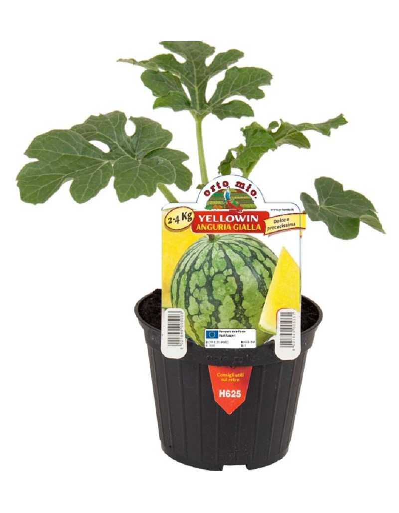 Gele Luteo F1 watermeloenplant
