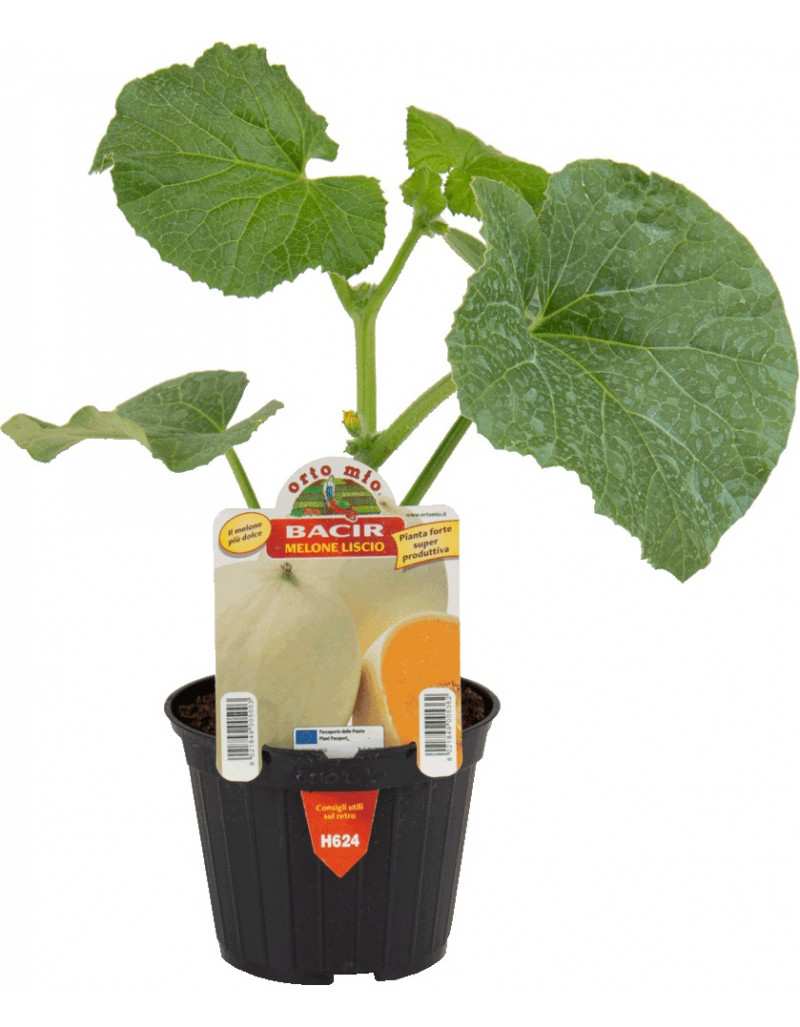 Smooth Bacir Melon plant