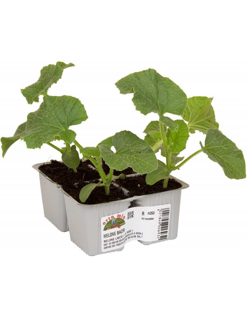 Smooth Bacir Melon plant Smooth Bacir Melon plant