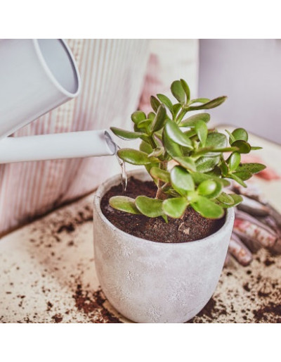 Nutrilife Succulents...