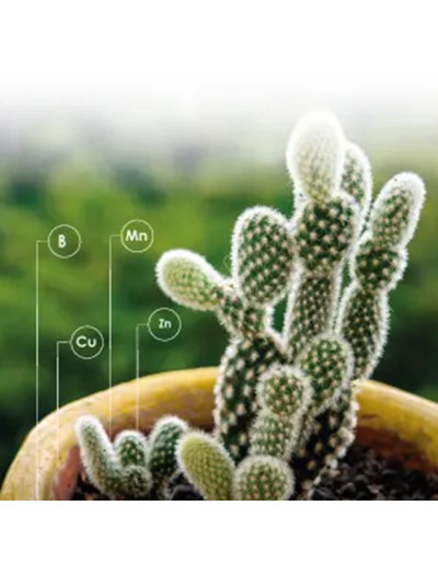 Nutrilife Succulenten...