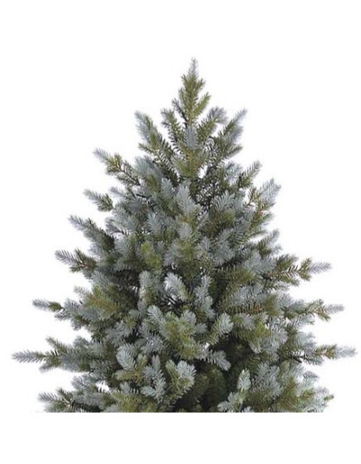 POLY SANFORD SPRUCE...