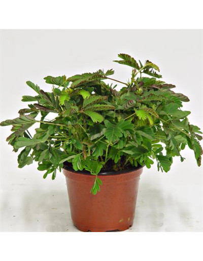 Mimosa Pudica Psychic